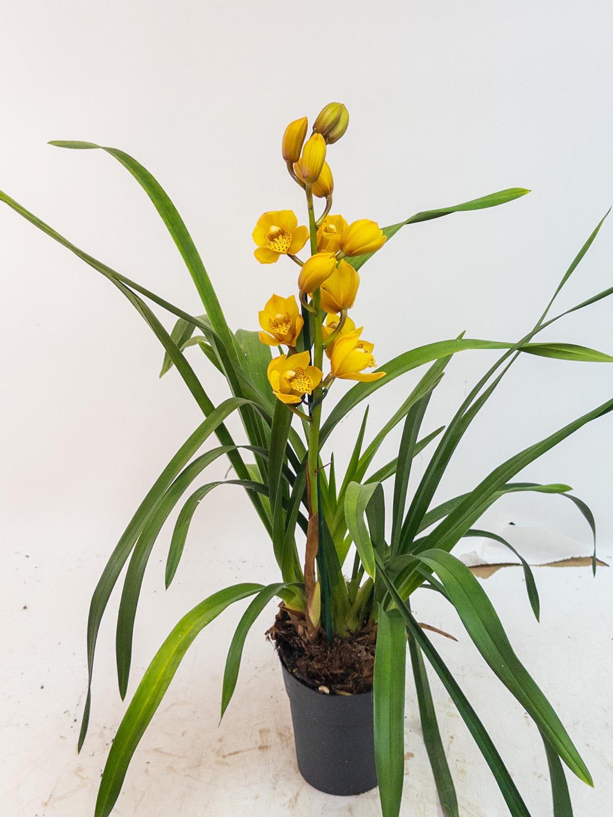 Cymbidium 60cm 14cm Pot