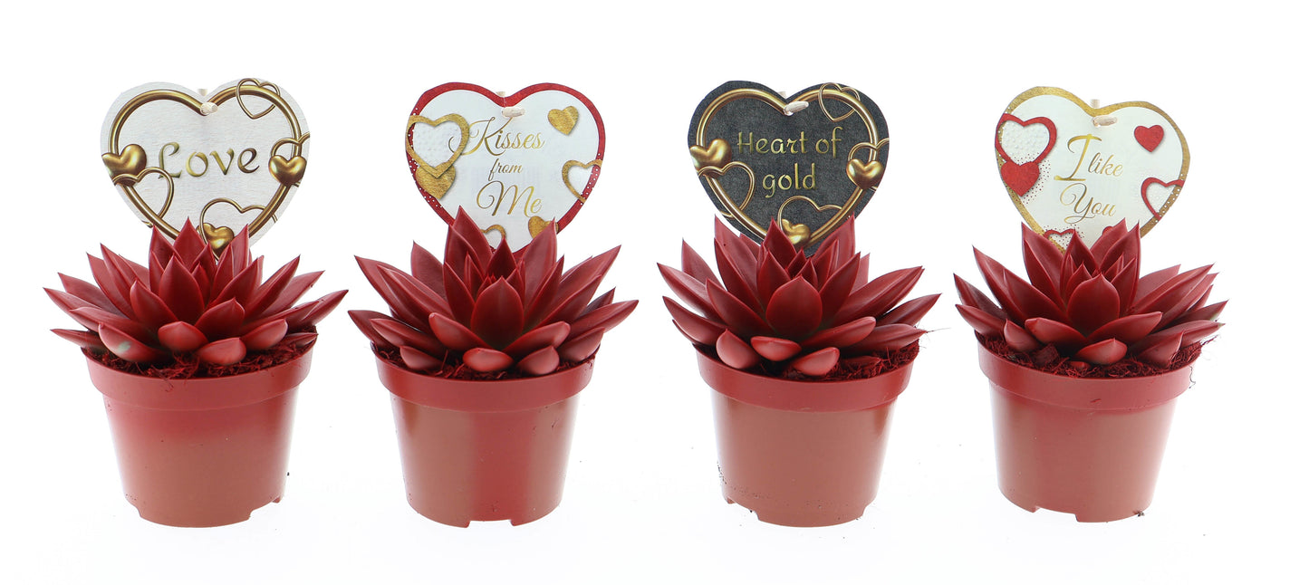 Miranda rood + love etiket 12cm 510cm Pot