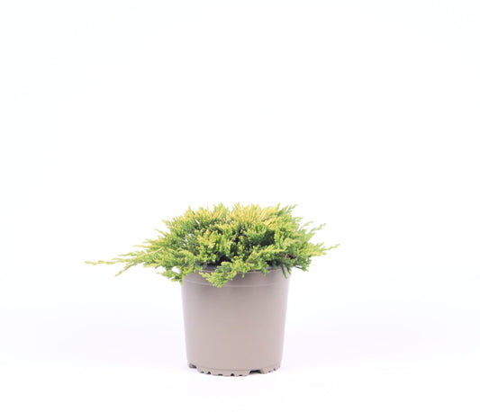 Juniperus Golden Carpet 20cm 15cm Pot
