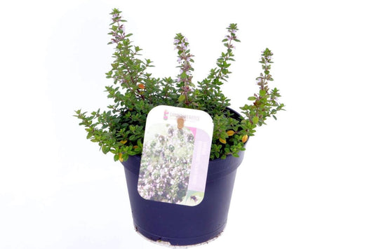 Thymus cit. Silver Queen 20cm 13cm Pot