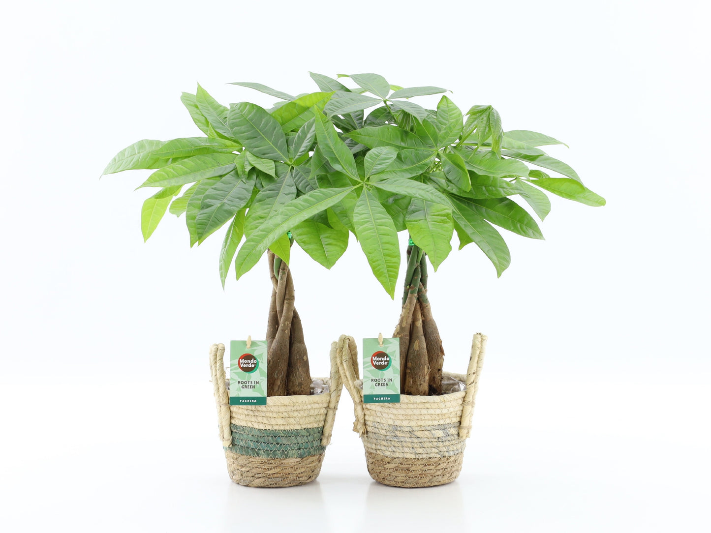 Pachira aquatica 45cm 14cm Pot