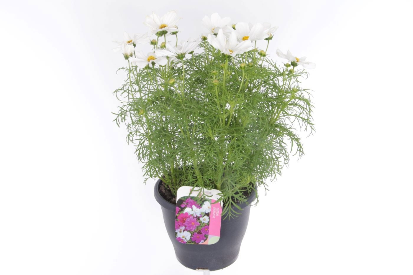 Cosmos bip. Casanova White 55cm 23cm Pot
