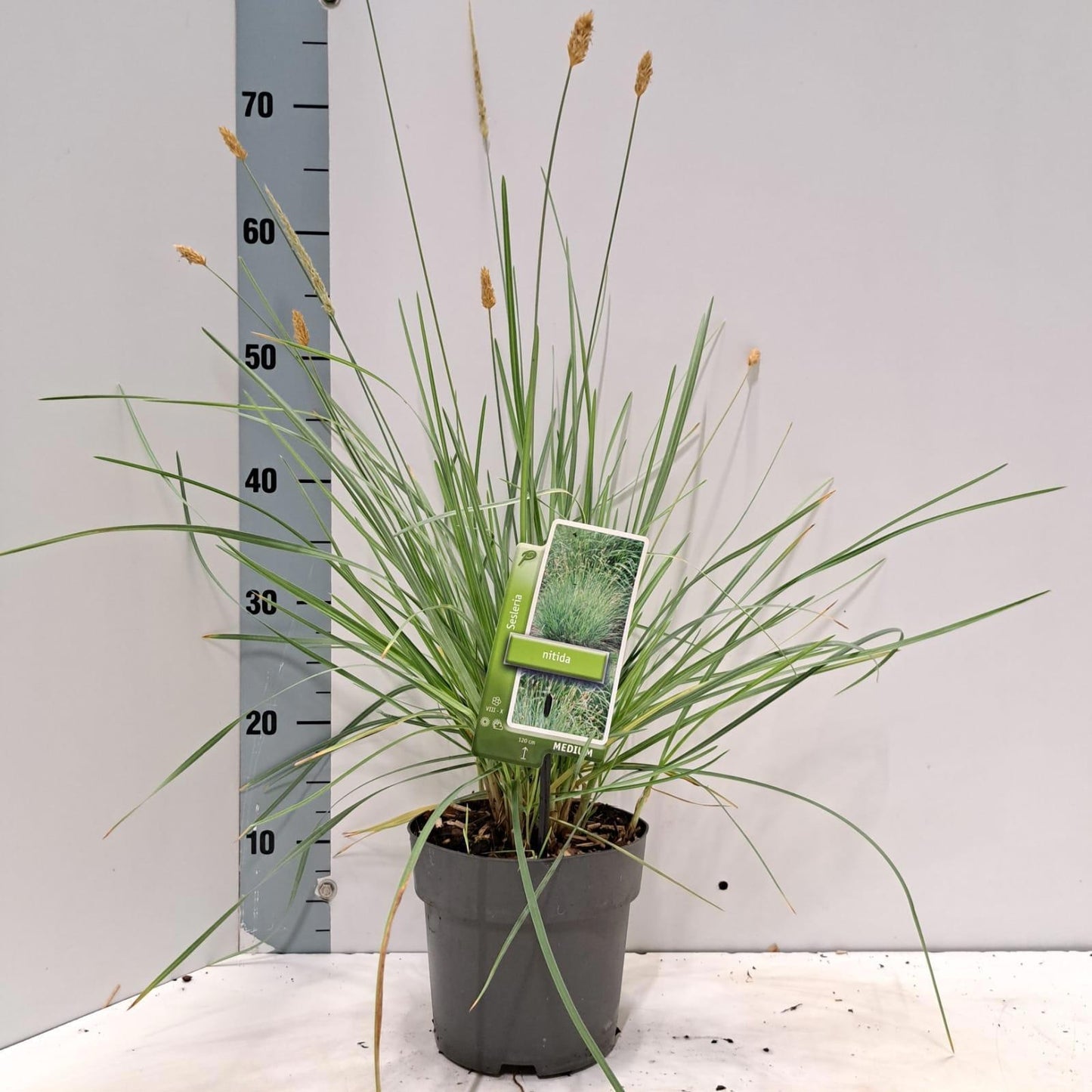 Sesleria nitida 75cm 17cm Pot