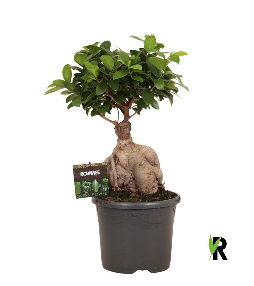 Ficus Ginseng 45cm 19cm Pot