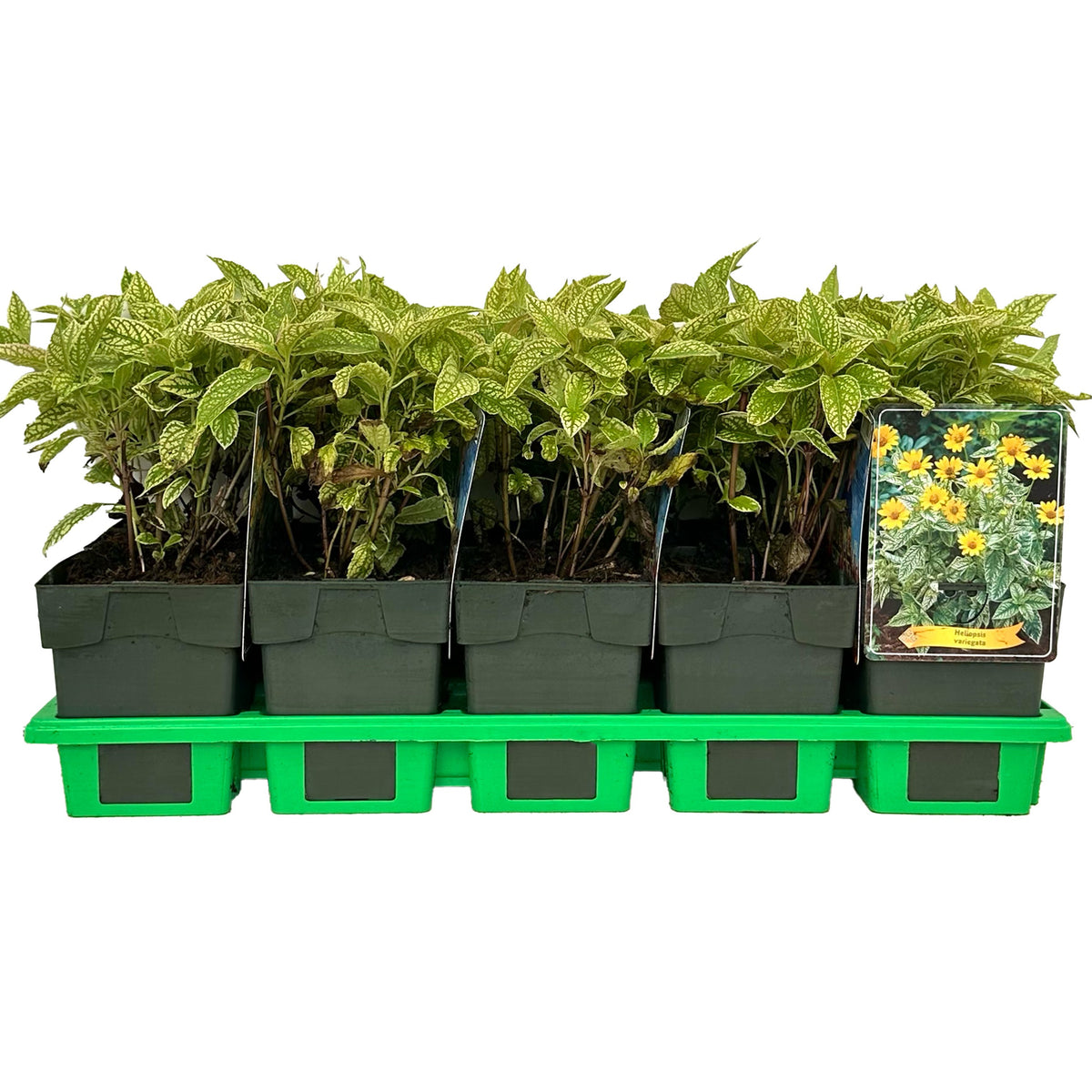 Heliopsis mix 25cm 11cm Pot