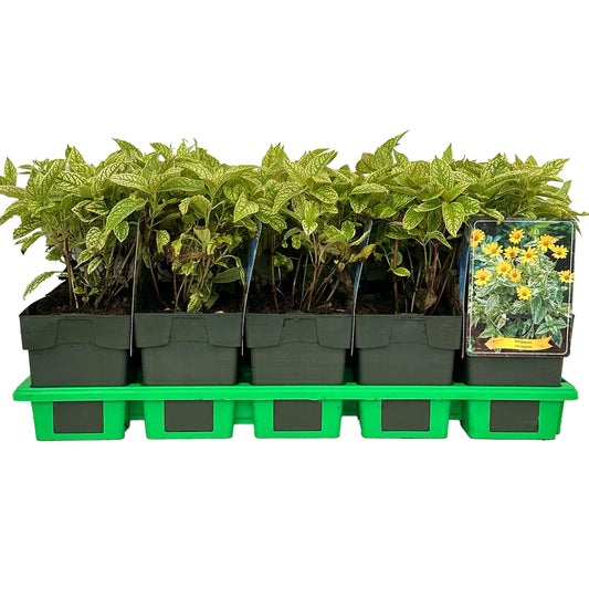 Heliopsis mix 25cm 11cm Pot