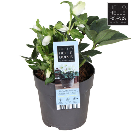 Helleborus niger Christmas Carol 15cm 12cm Pot