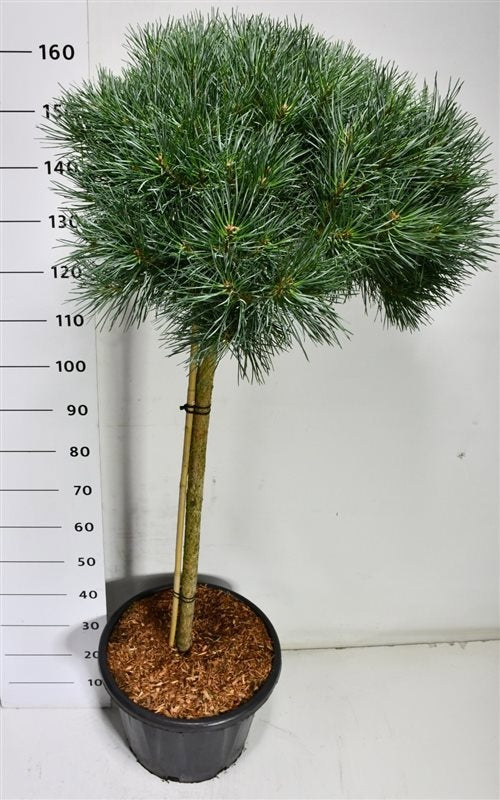 Pinus hybrid 180cm 40cm Pot