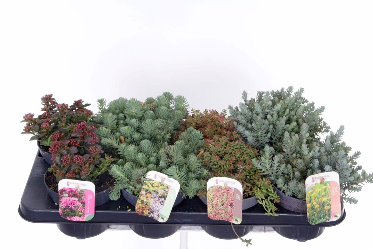 Sedum album mix 15cm 13cm Pot