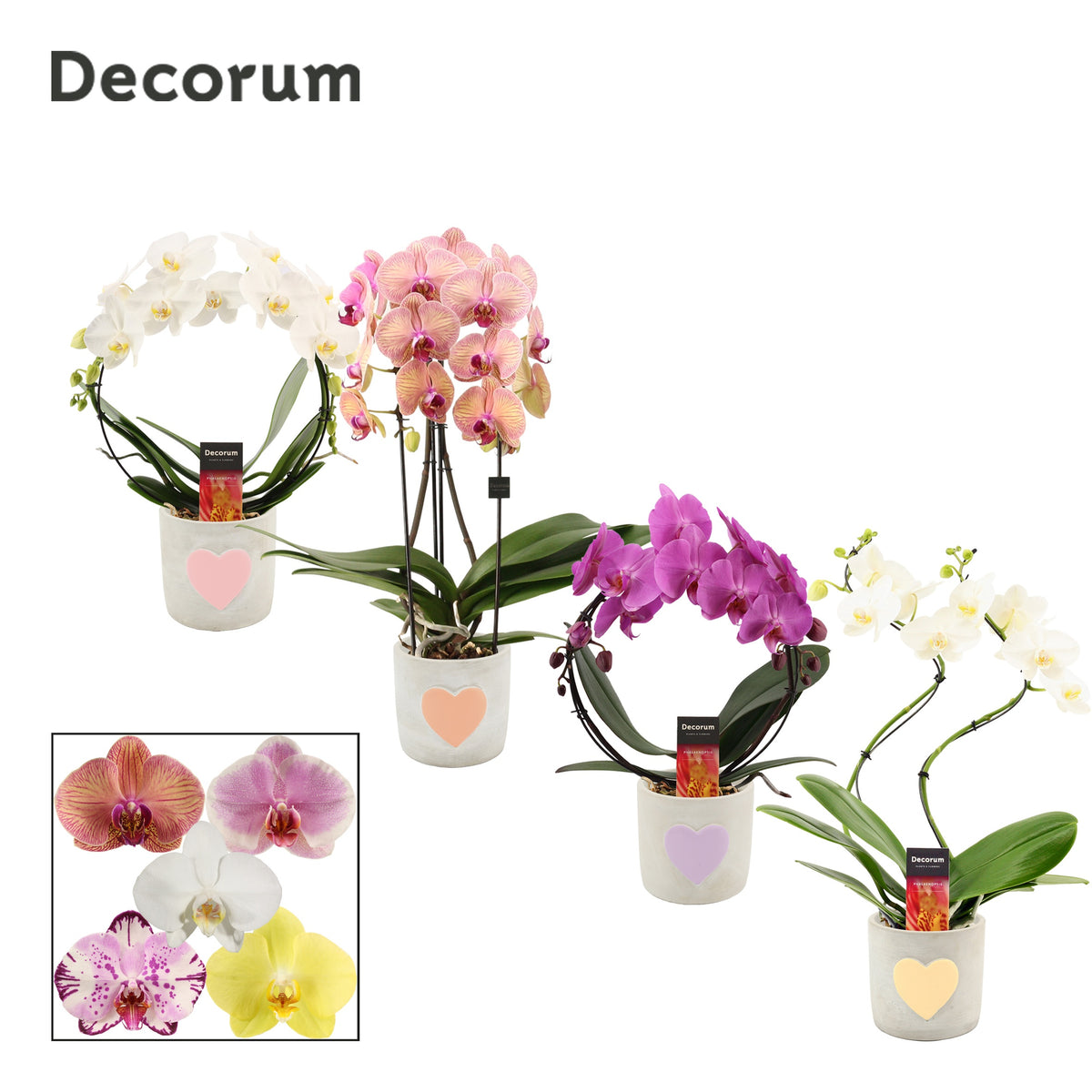 Phalaenopsis mix 45cm 12cm Pot