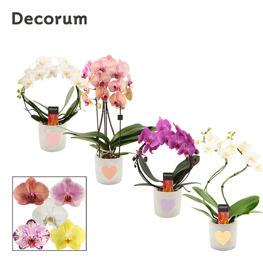 Phalaenopsis mix 45cm 12cm Pot