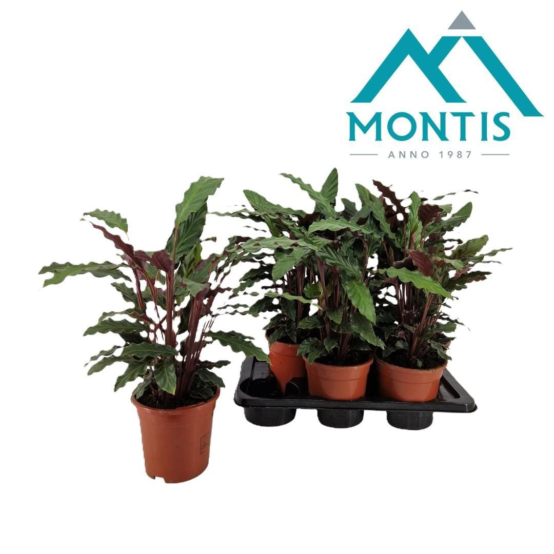 Montis-Zuidplas BV Calathea Rufibarba Pack of 6