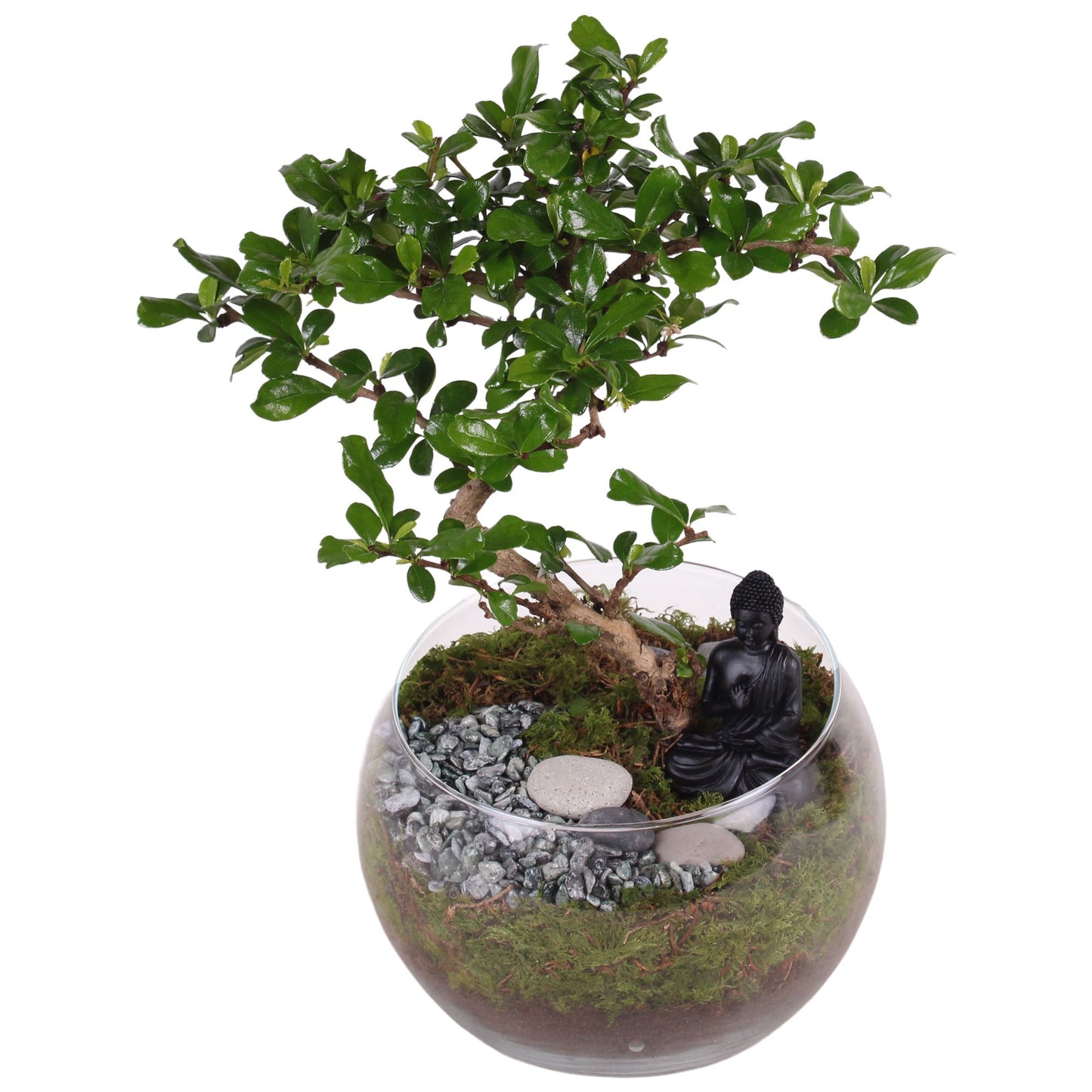 Bonsai mix 15cm 11cm Pot