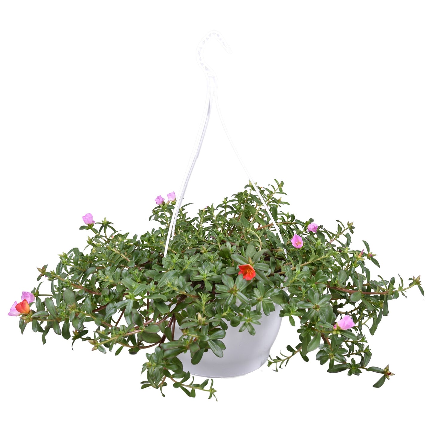 Portulaca carnaval 30cm 25cm Pot