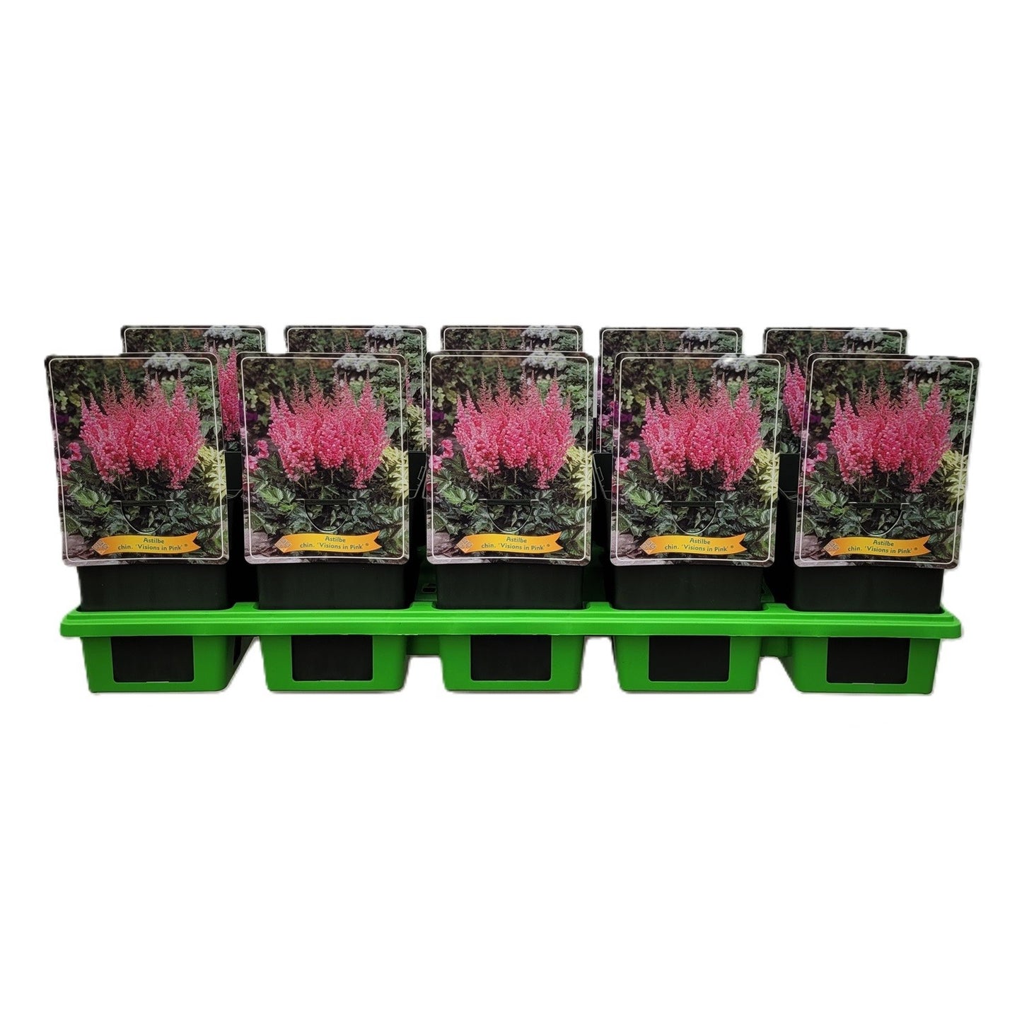 Astilbe chin. Vision in Pink 25cm 11cm Pot