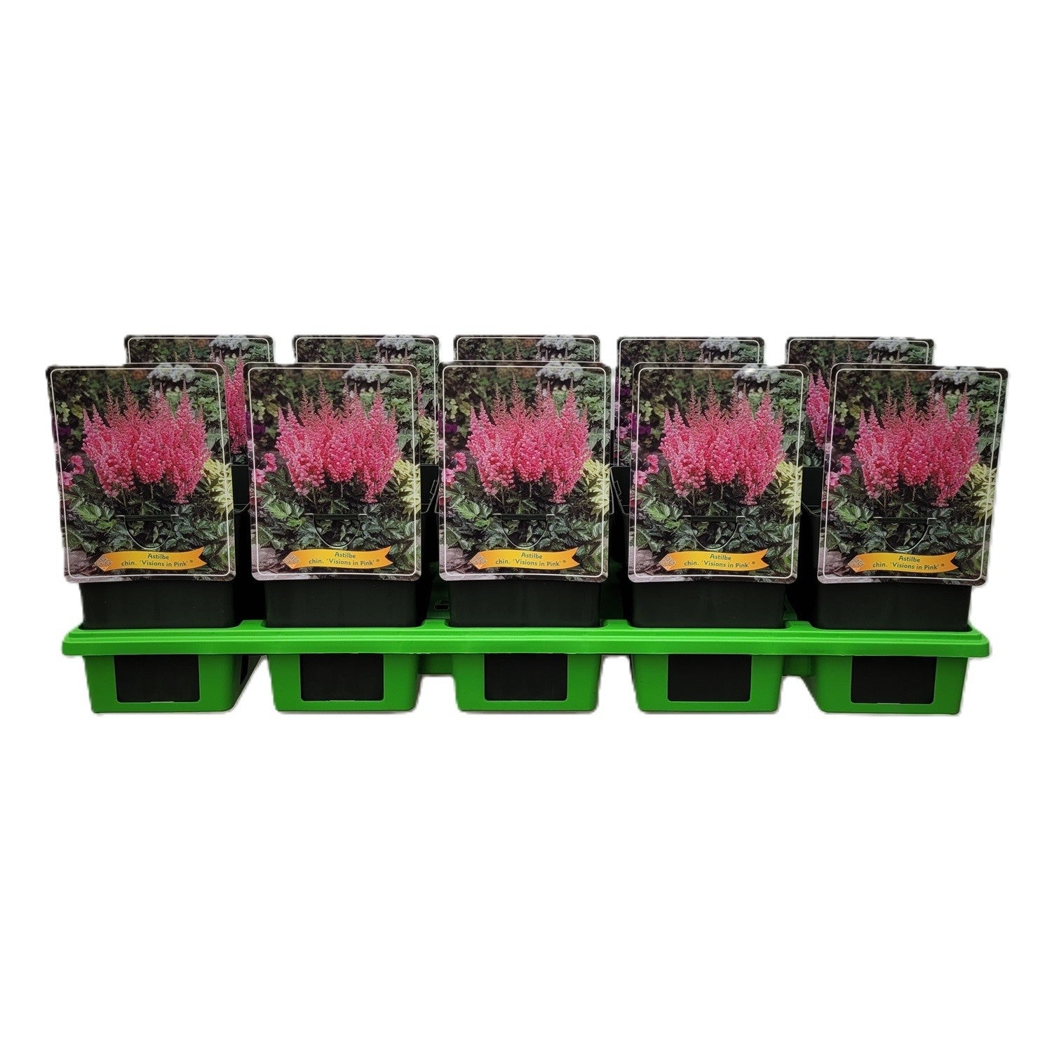Astilbe chin. Vision in Pink 25cm 11cm Pot