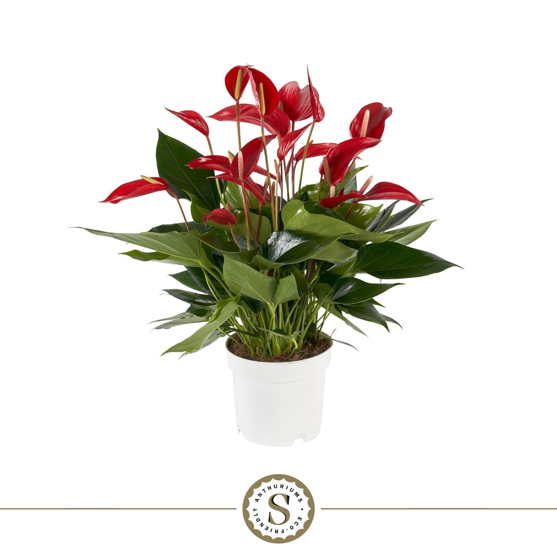 Anthurium Banderola Roja 55cm 17cm Pot