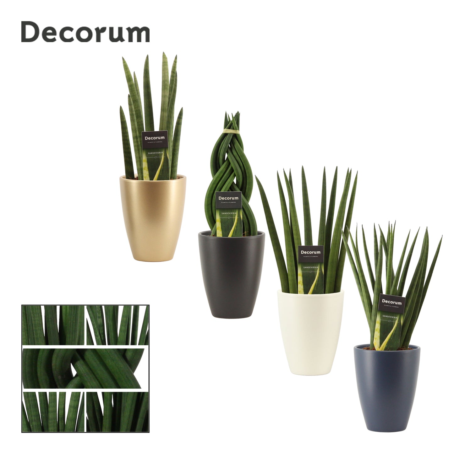 Sansevieria cylindrica 35cm 12cm Pot