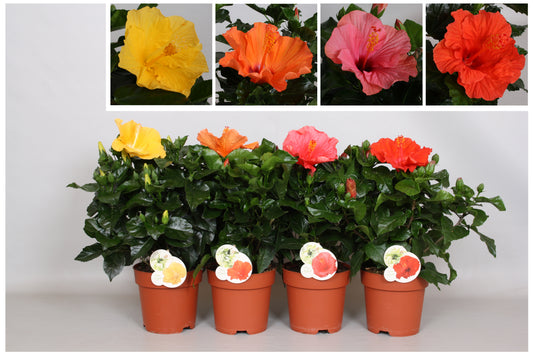 Hibiscus rosa-sinesis mix 45cm 17cm Pot