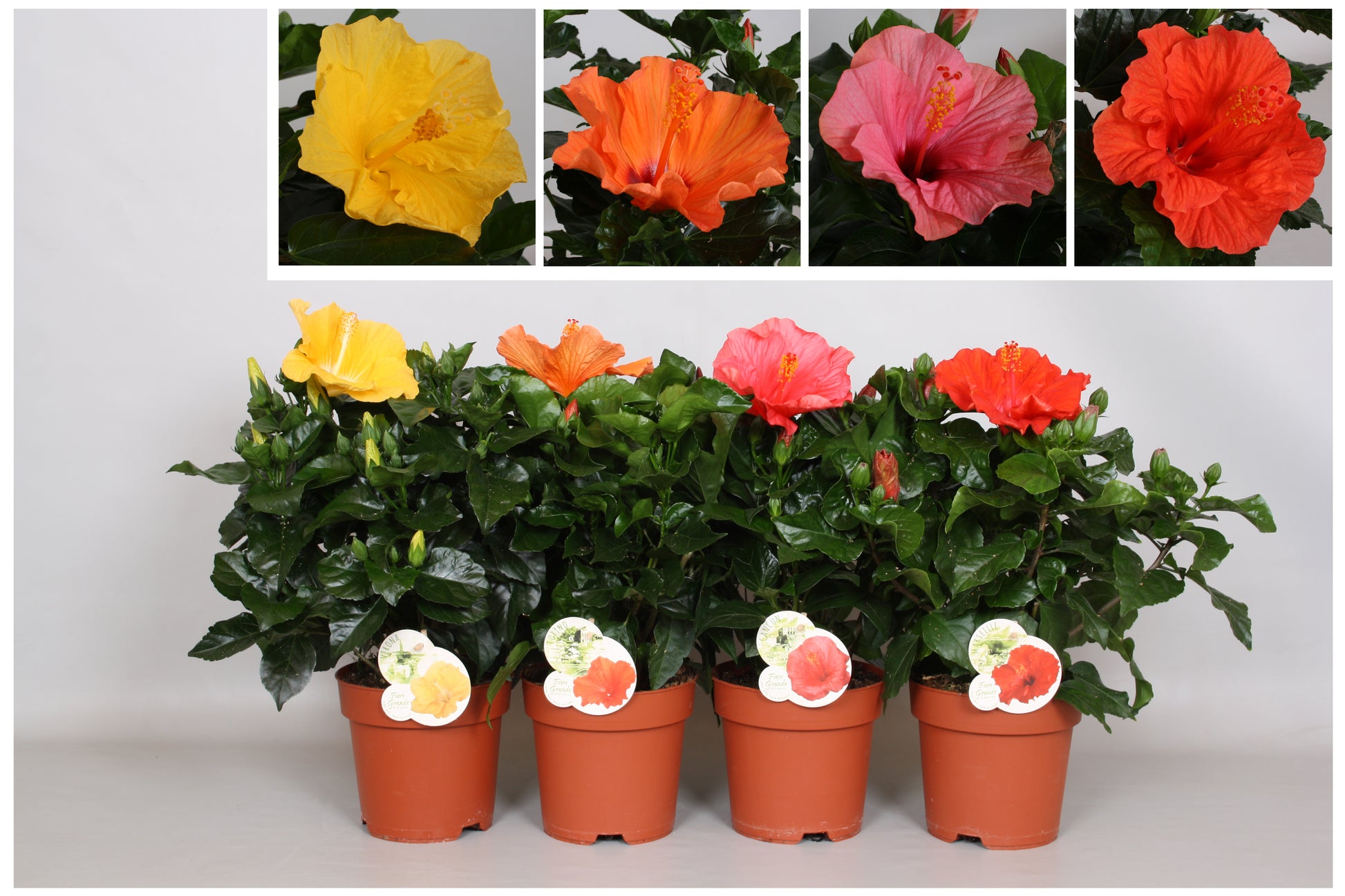 Peeters Potplanten BV Hibiscus rosa-sinesis mix Pack of 6