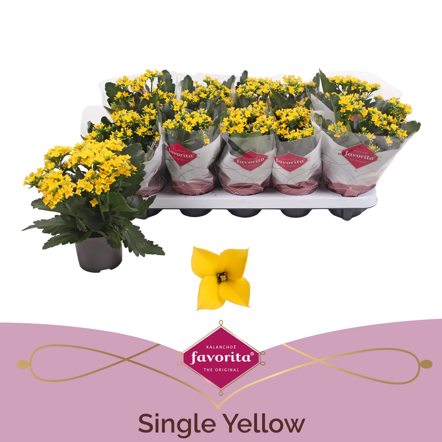 Kalanchoe yellow 22cm 10.5cm Pot