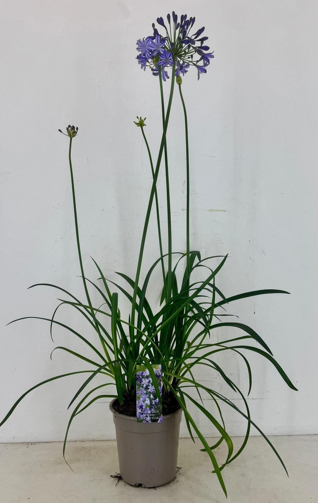 Agapanthus Poppin Star 110cm 22cm Pot