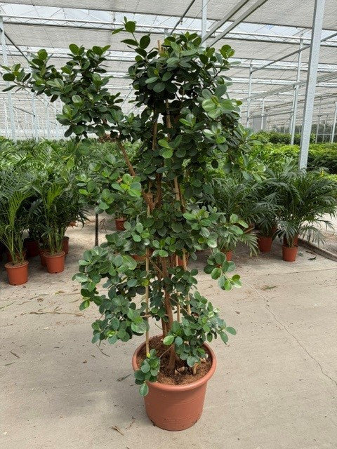 Ficus microcarpa 190cm 45cm Pot