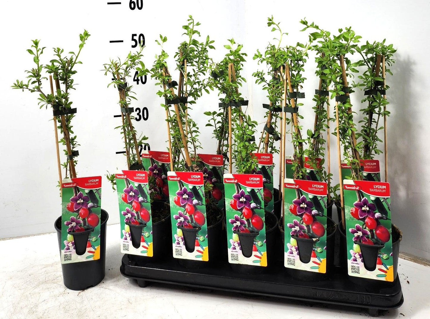 Lycium barbarum ("Goji Berry") 50cm 12cm Pot