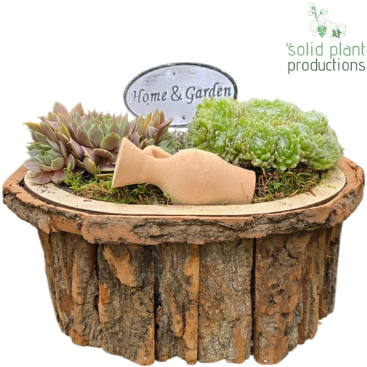 SMP029 Bark O Small Brown Sempervivum 19cm 22cm Pot