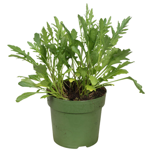Garden herbs 30cm 14cm Pot