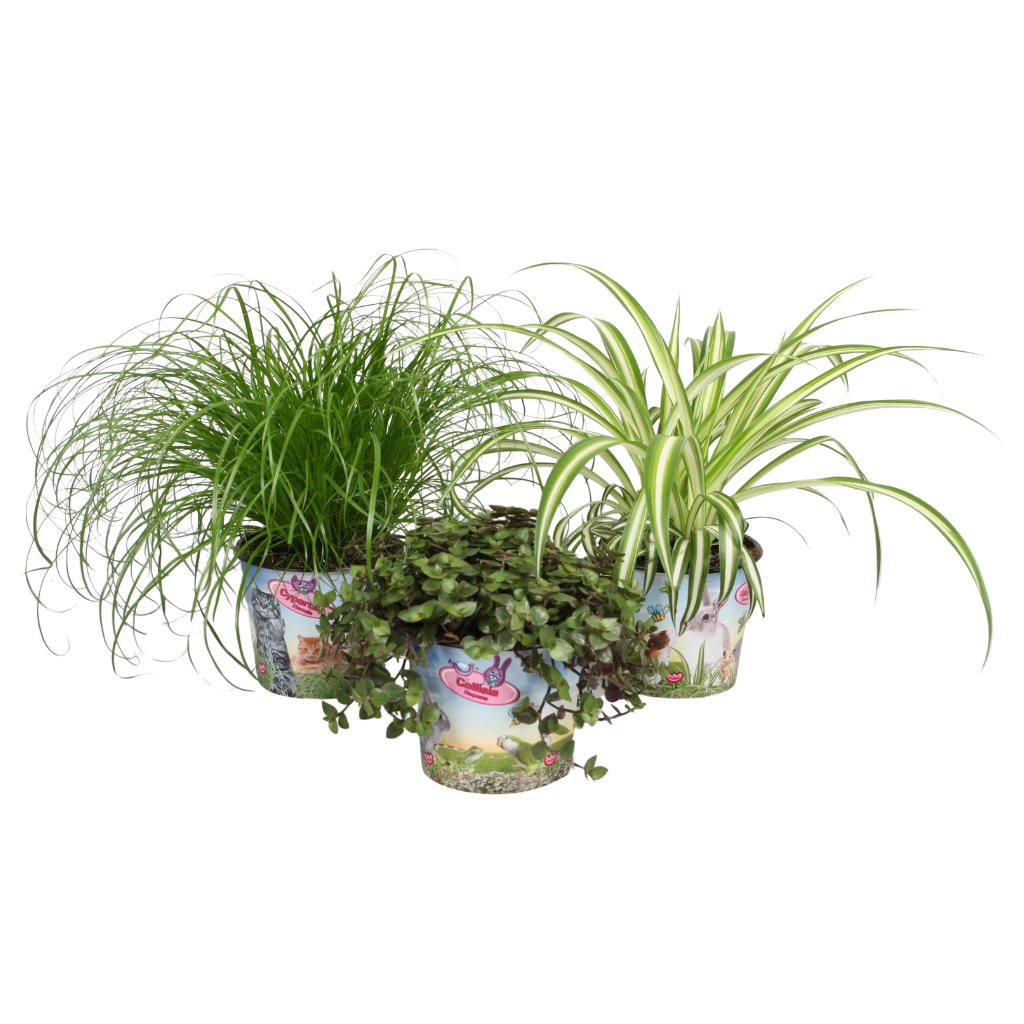 Foliage houseplants mix 25cm 12cm Pot