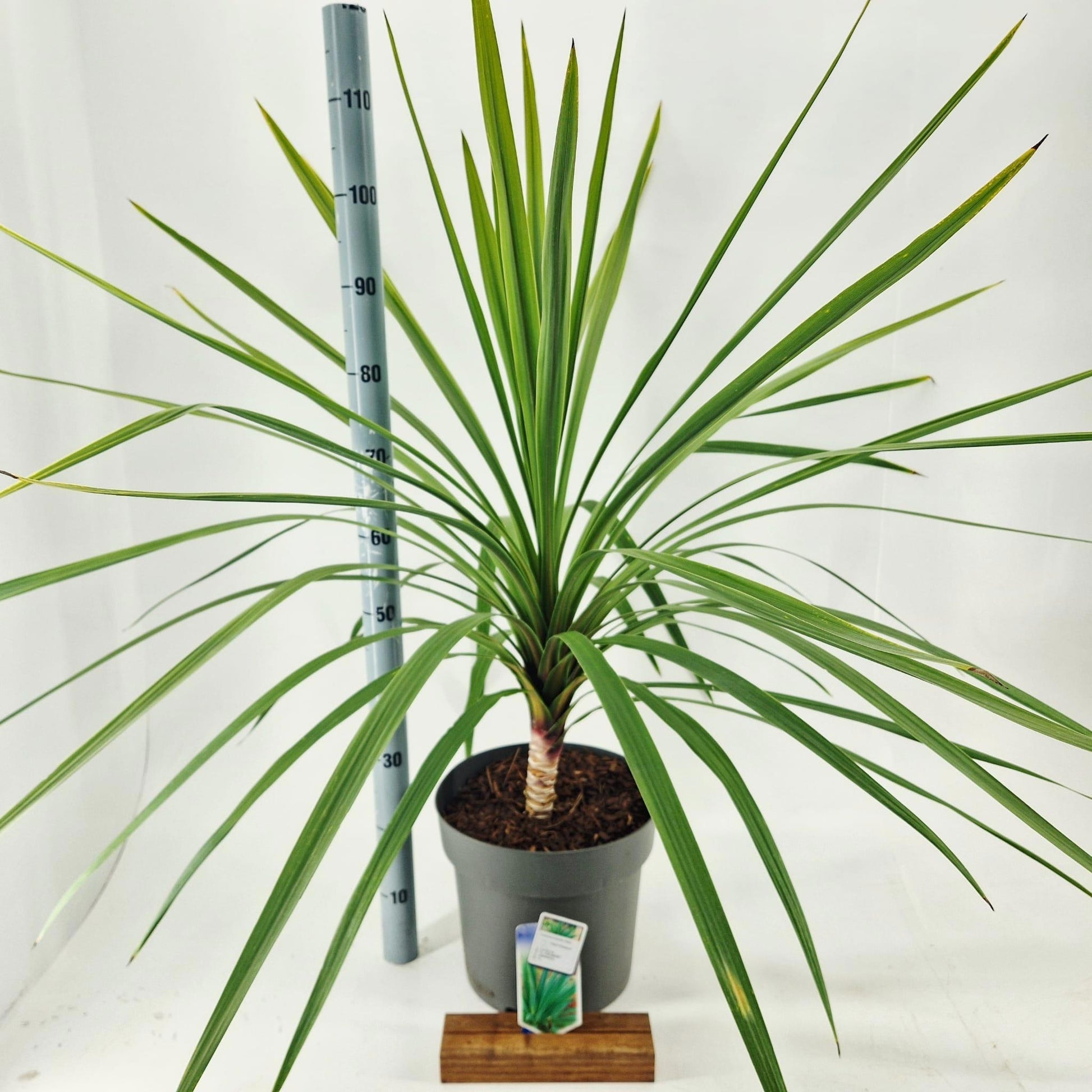 Cordyline 120cm 32cm Pot