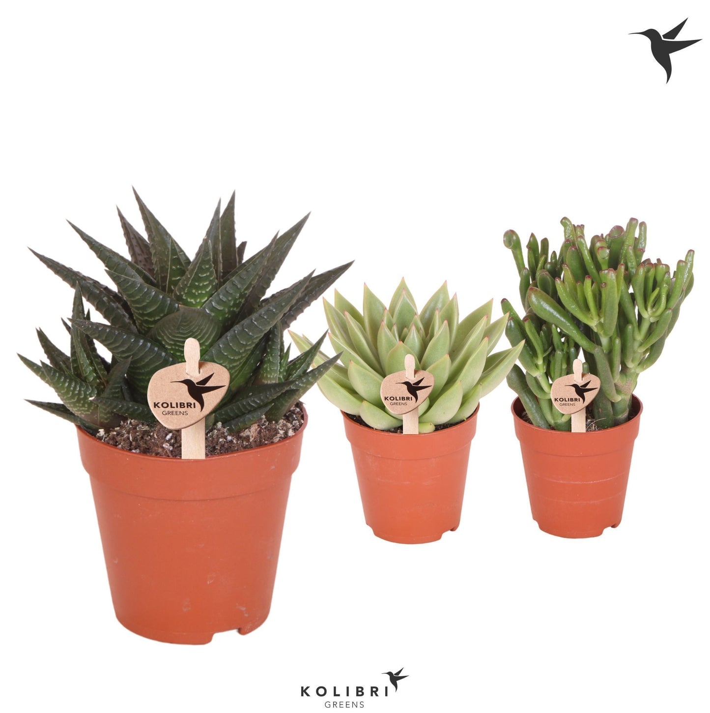 Kolibri Greens Succulents mix 23cm 9cm Pot