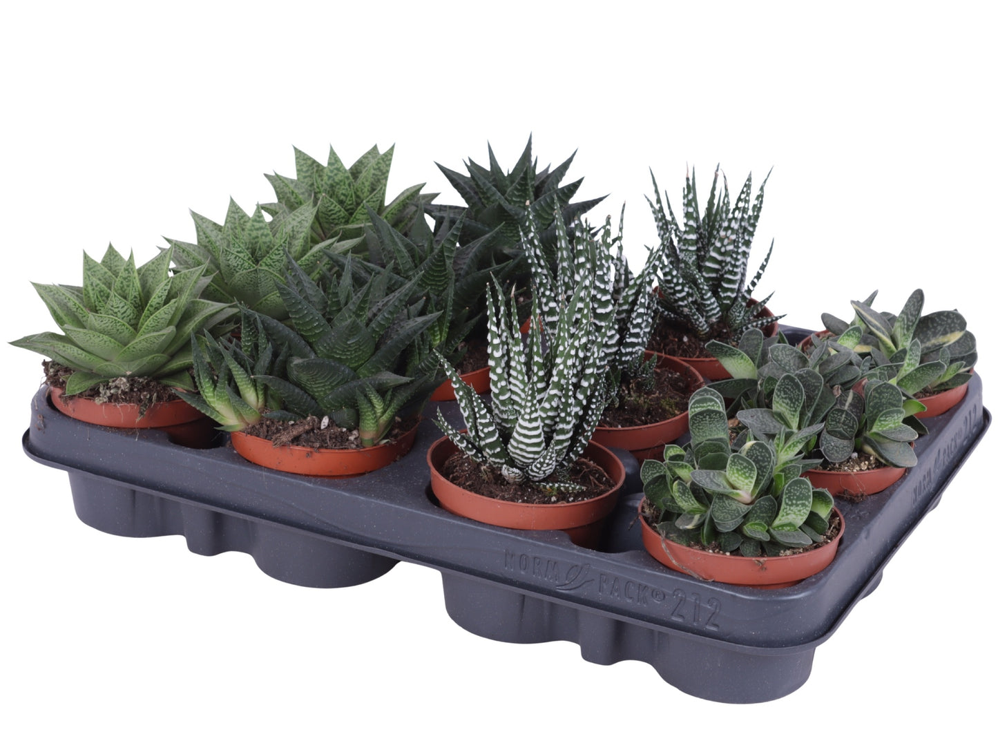 Oriental-Edelcactus Haworthia fasciata Pack of 12