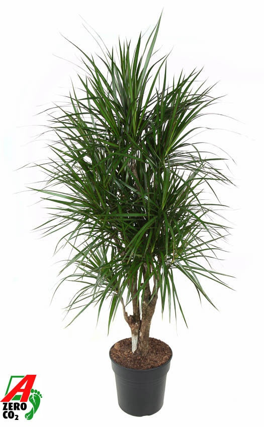 Dracaena marginata 160cm 31cm Pot