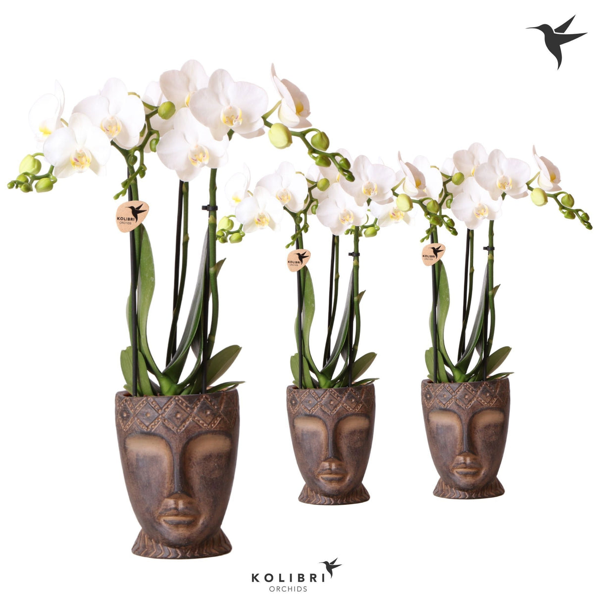 Phalaenopsis multiflora white 40cm 9cm Pot