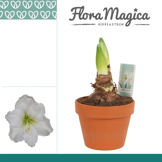 Hippeastrum 25cm 15cm Pot