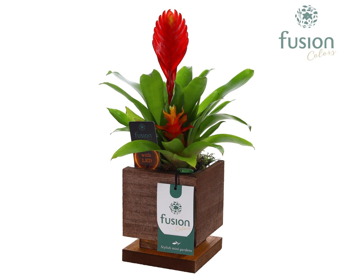 Fusioncolors BV arr. Bromelia Pack of 15