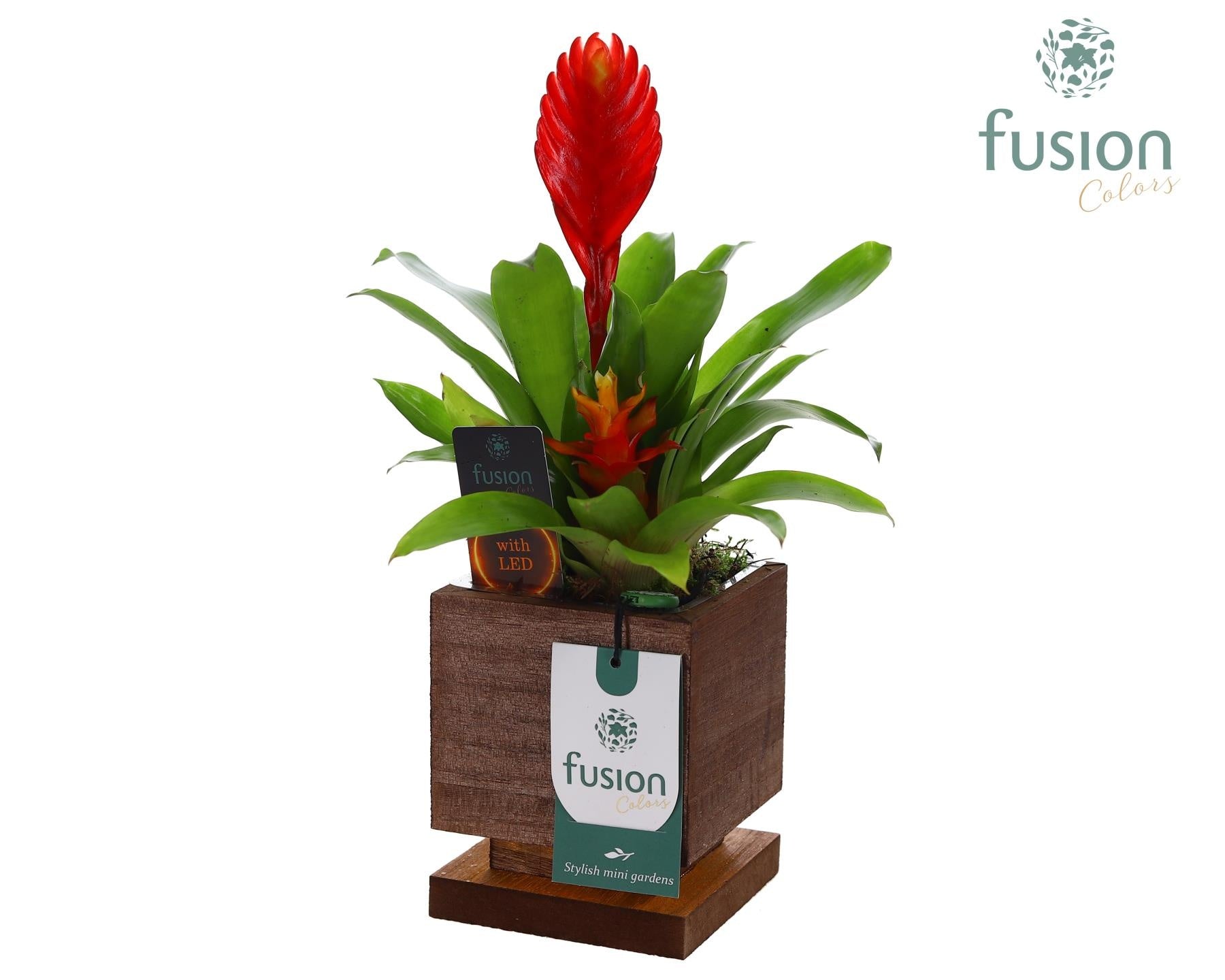 Fusioncolors BV arr. Bromelia Pack of 15