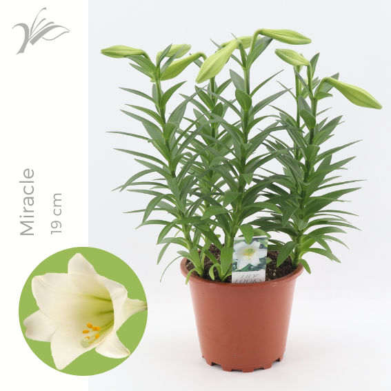 Wetering Potlilium BV Lilium longiflorum Miracle Pack of 3