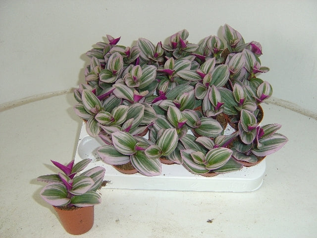 Hendriks CV, G.J. Tradescantia Nanouk Pack of 20
