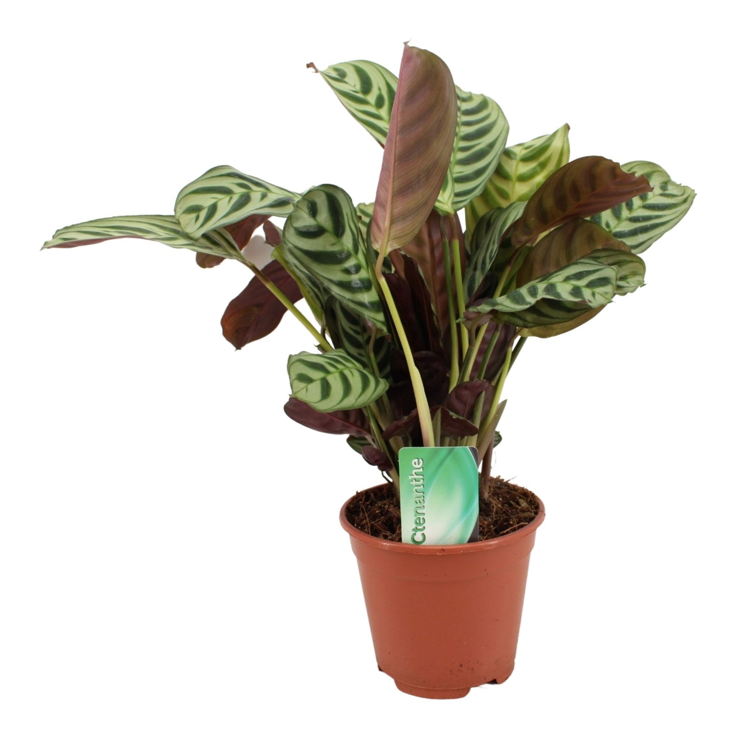 Ctenanthe burle-marxii 35cm 14cm Pot