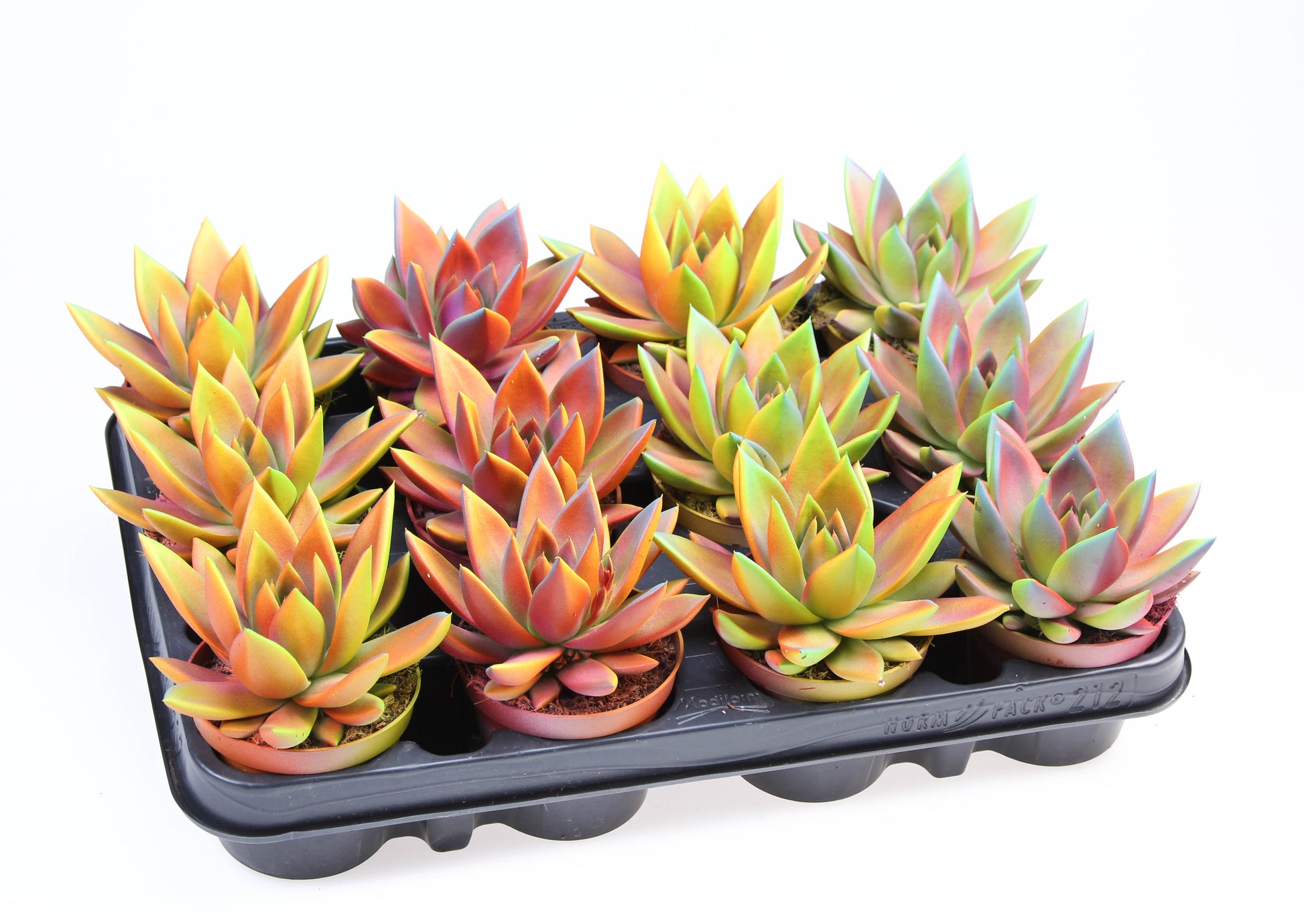 Echeveria chameleon special 10cm 8.5cm Pot