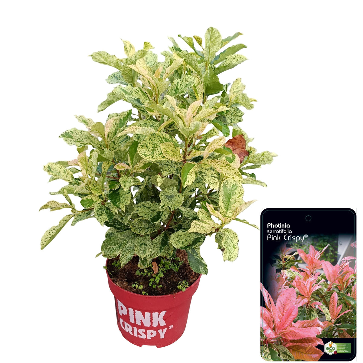 Photinia Pink Crispy 75cm 29cm Pot