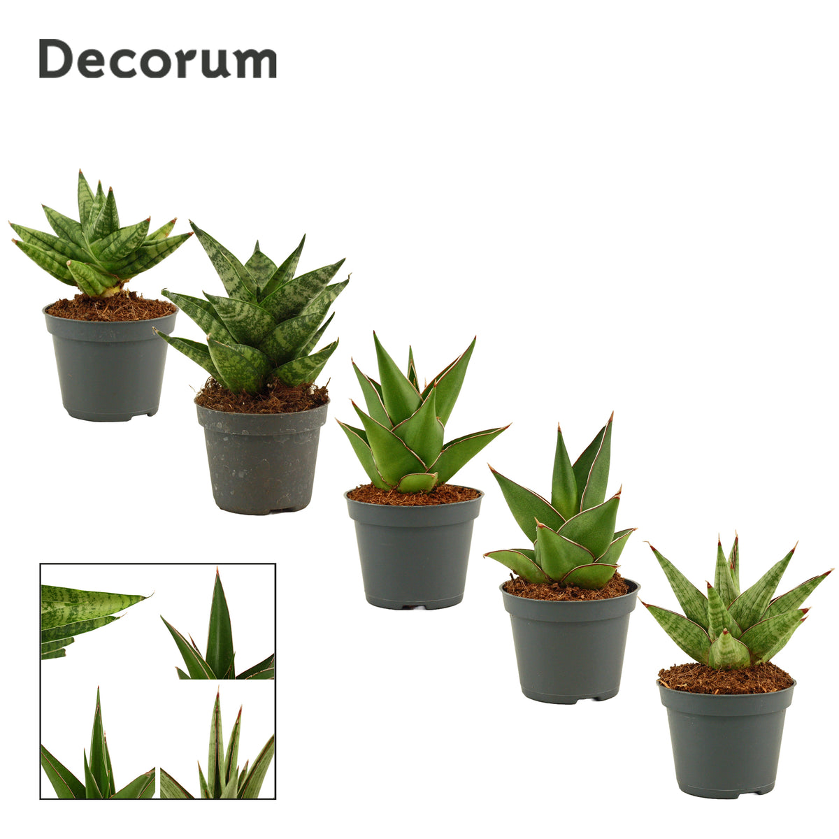 Sansevieria 10cm 6cm Pot