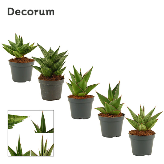 Sansevieria 10cm 6cm Pot