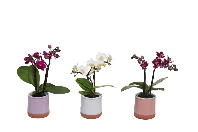 Phalaenopsis hybrid 17cm 6cm Pot