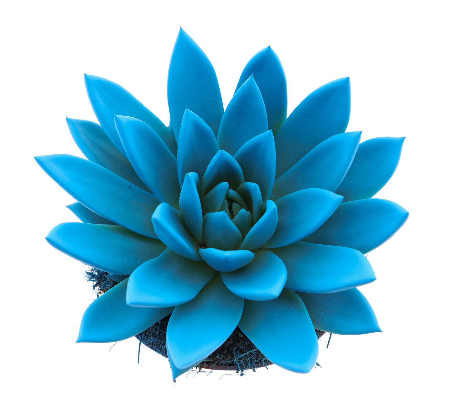 Rainbow sky blue 15cm 12cm Pot