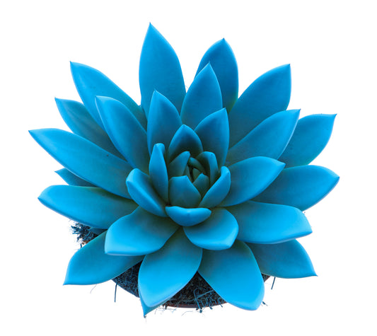 Rainbow sky blue 15cm 12cm Pot