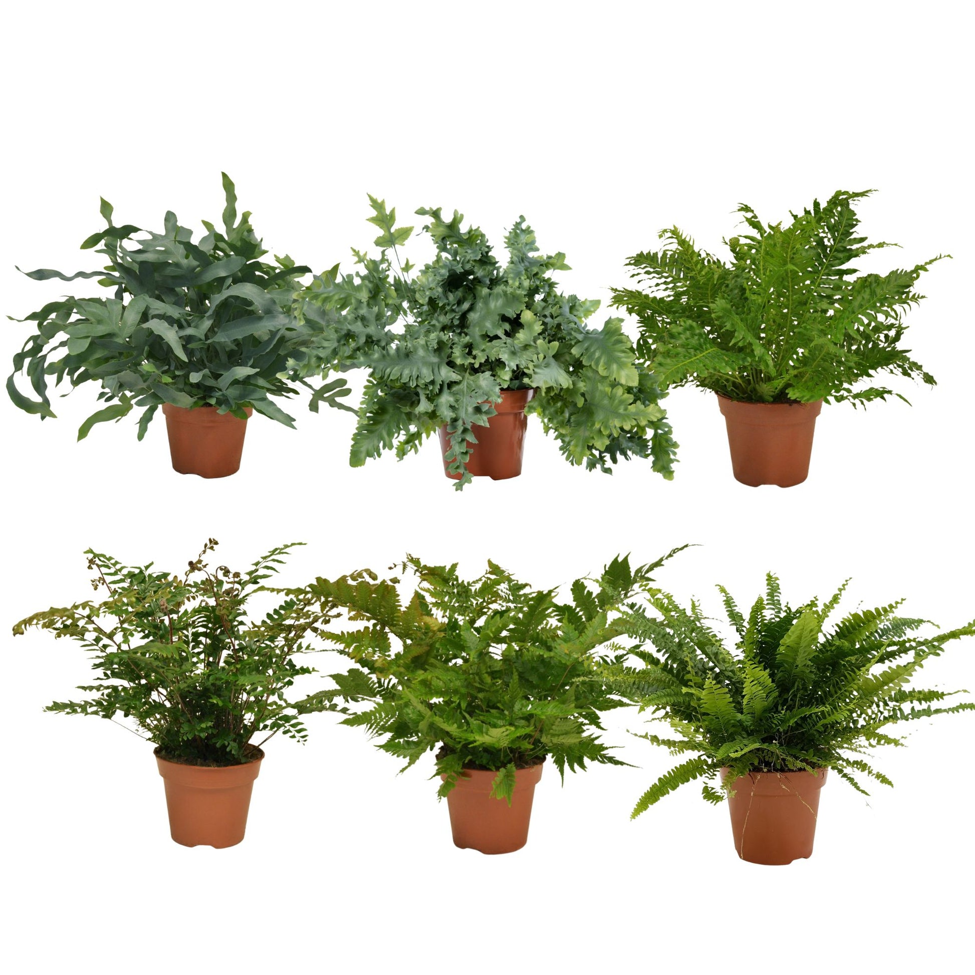 Ferns mix 60cm 17cm Pot